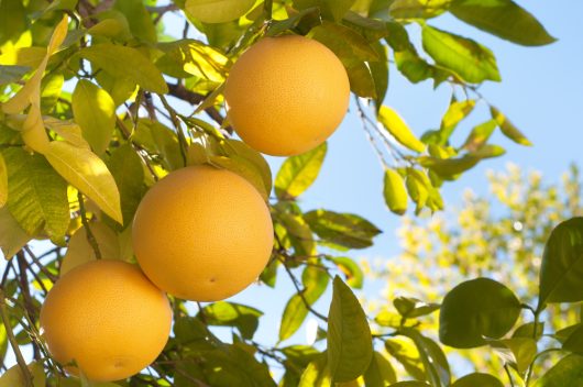 citrus paradisi grapefruit marsh yellow round fruits hanging off tree branch