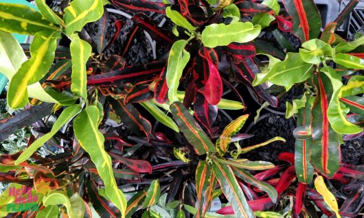 A top view of a Codiaeum 'Croton Mammy' 8" Pot, displaying elongated leaves in vibrant shades of green, yellow, and red.