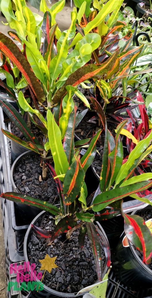 Several Codiaeum 'Croton Mammy' 8" pots, with long green leaves edged in red and yellow, are displayed on a shelf at the garden center.