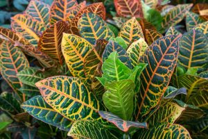 Vibrant Codiaeum 'Croton mammy plants with multi-colored leaves displaying a mix of green, yellow, and orange patterns.