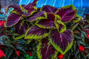 Vibrant Coleus 'Main Street Broad Street™' plants with burgundy and green foliage in an 8" pot.