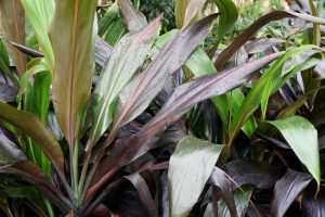 tropical cabbage palm cordyline fruticosa hilo rainbow strappy variegated leaves with deep chocolate purple green and yellow