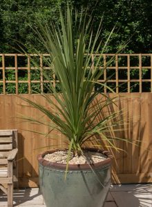 Cordyline 'Pink Champagne plant on a sunny patio with a wooden fence in the background.