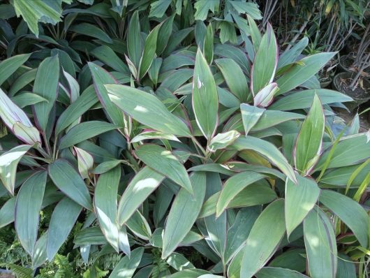 Lush green, white, and purple variegated Cordyline blue magic plants with elongated leaves.