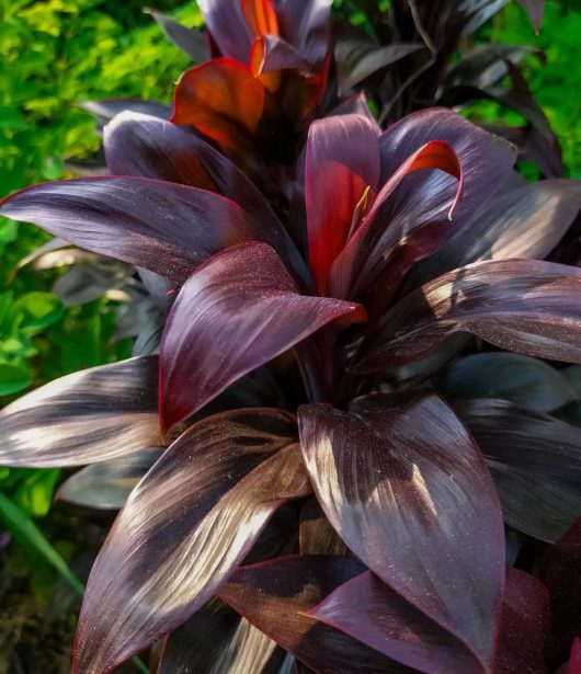 Deep purple leaves of a Cordyline 'Caruba Black' with sunlight filtering through the foliage.