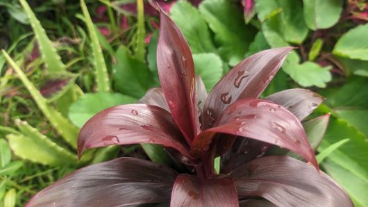 cordyline fruticosa Dr Brown tropical strappy foliage with wine red purple brown leaves againsty greenery