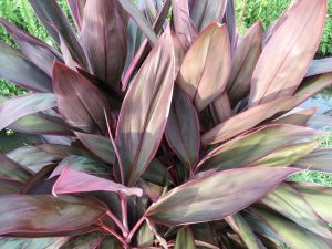 Close-up of a Cordyline margaret storey plant with long, pointed leaves.