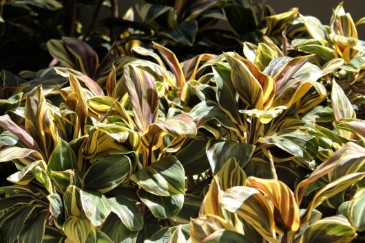 tropical foliage cordyline fruticosa miss andrea lush cabbage tree with chocolate brown yellow and green foliage