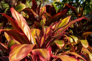 CORDYLINE FRUTICOSA SCHUBERTII TROPICAL CABBAGE PALM n a kaleidoscope of green, orange, apricot and yellow