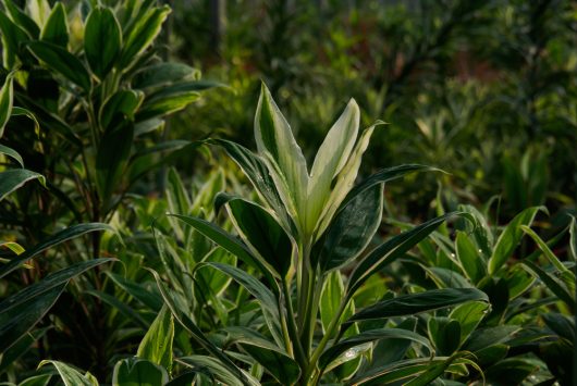 Lush green plants with variegated leaves and Cordyline fruticosa tropical snow Pot in a garden setting.