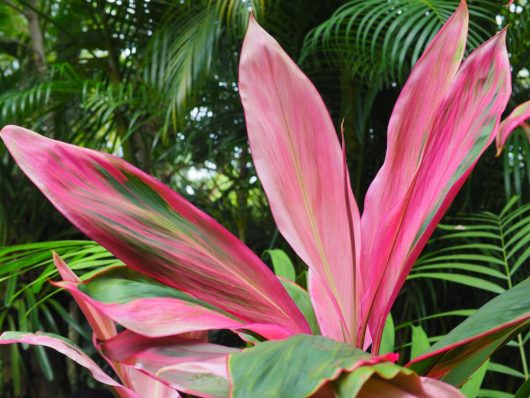 Vibrant pink and green foliage of a Cordyline fruticosa apple blossom plant against a blurred background of lush greenery.