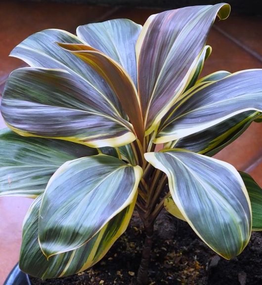 Cordyline fruticosa coffee compacta cabbage palm variegated purple and green light yellow stripes tropical plants