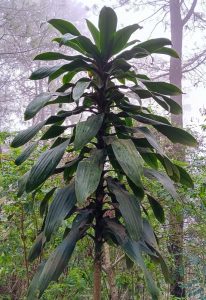 A towering Cordyline 'Manners Suttoniae' 8" Pot with wide leaves in a forest setting.