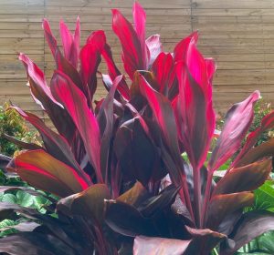 Vibrant red and purple leaves of a Cordyline fruticosa purple prince Pot plant against a wooden backdrop.