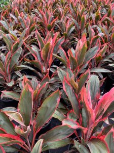 Vibrantly colored red and green Schefflera alpine junior 'Umbrella Plant' 8" Pot plants in a nursery.