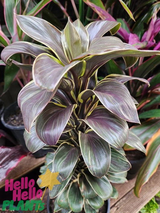 Lush Cordyline fruticosa 'Coffee Compacta' with vibrant purple and green leaves, displayed in a garden center with a label "Hello Hello Plants".