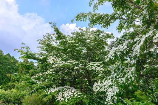 A vibrant green tree with abundant white blossoms under a blue sky with scattered clouds. June Snow Dogwood tree Cornus