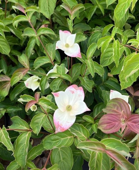 A plant with white flowers and green leaves.