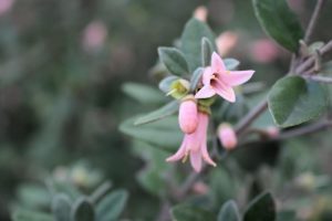 Correa 'Coastal Pink™' 6" Pot blossoms with a soft-focus background. coastal pink correa alba native fuchsia australian native shrub