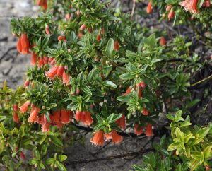 correa hybrid coral chimes native fuchsia australian native shrub with salmon pink to red bell shaped flowers