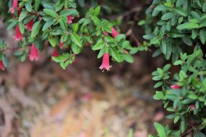 correa decumbens rose lantern rose pink bell shaped flowers australian native green foliage