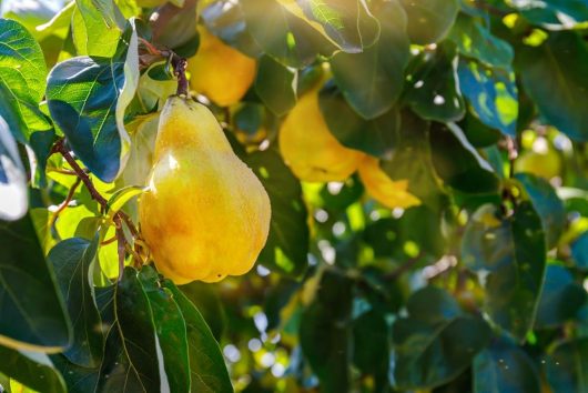 Ripe pear hanging on a tree with sunlight filtering through the leaves. Cydonia Smyrna Quince tree