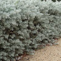 Eremophila glabra Kalbarri Carpet Silver Foliage australian native with furry grey silver foliage