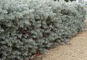 Eremophila glabra Kalbarri Carpet Silver Foliage australian native with furry grey silver foliage