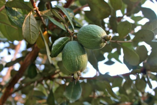 Mammoth Green unripe Feijoa 'Pineapple Guava' 10" Pot hanging on a branch with leaves in the background.