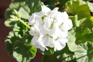Cluster of white geranium flowers in sunlight with green foliage.