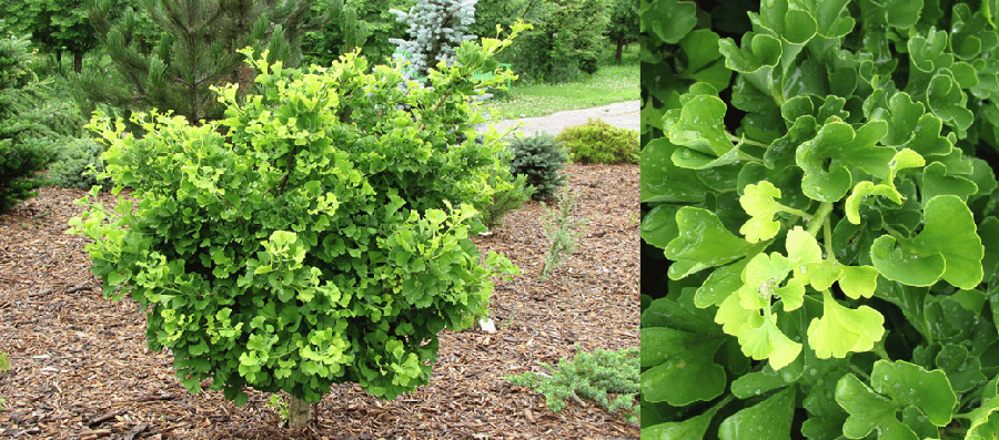 A vibrant green shrub, essential to garden plants, with a close-up showing detailed texture of its leaves.