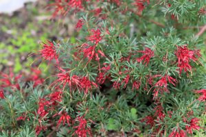 Red tubular flowers blooming on a lush green Pinus 'Coolwyn' Japanese Black Pine 13" Pot.