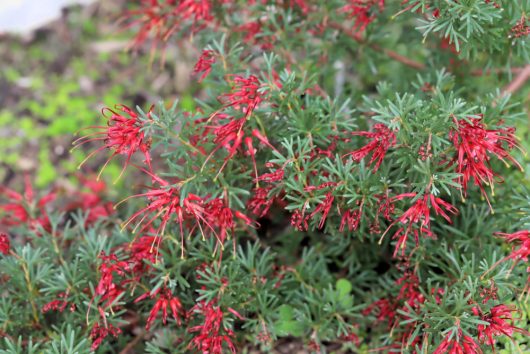 Red tubular flowers blooming on a lush green Pinus 'Coolwyn' Japanese Black Pine 13" Pot.