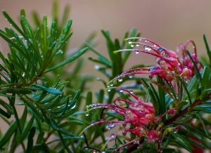 Grevillea banksii x bipibbatifida Silver Dawn native australian plant green foliage and pink spider like flowers