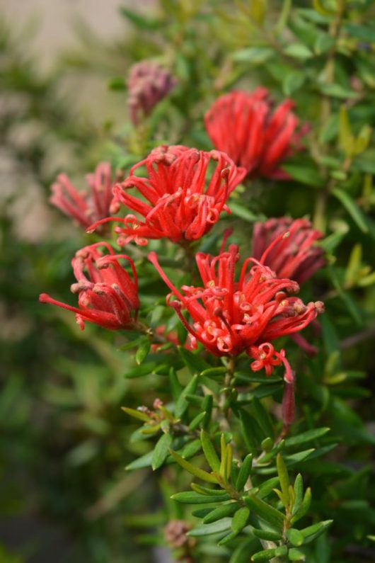 Red Grevillea 'Flaming Red' 6" Pot pincushion flowers blooming amidst green foliage.