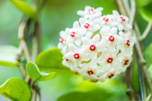 A close-up of a cluster of HoyaAUSTRALIS WHITE flowers with green leaves in the background.