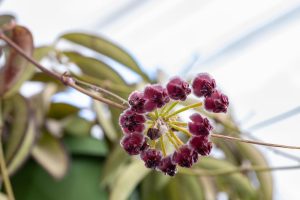 A cluster of Hoya bilobata red berries with frost on them against a blurred background.