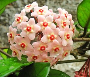 Cluster of Hoya Camphorifolia flowers with visible central coronas, surrounded by green leaves.