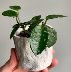 A hand holding a potted Hoya carnosa'Mathilde plant with plump, green leaves and white specks