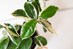 Hoya Tsangii Albomarginata variegated tropical climbing plant