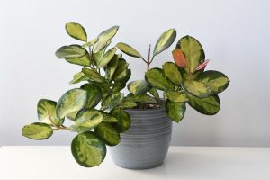 Variegated Hoya heuschkeliana 'Wax Vine Plant' gray pot on a white table against a neutral background.