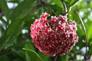 A close-up of a ripe Hoya coronaria 'Red' 5" Pot, also known as wax plant, showing its characteristic star-shaped red flowers clustered together on a spherical inflorescence.