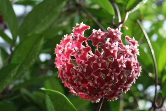 A close-up of a ripe Hoya coronaria 'Red' 5" Pot, also known as wax plant, showing its characteristic star-shaped red flowers clustered together on a spherical inflorescence.