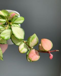 Potted Hoya heuschkeliana 'Wax Vine Plant' 5" Pot with green and pink leaves against a grey background.