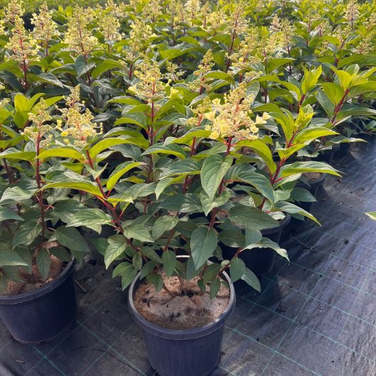 Hydrangea 'Candlelight®' 10" Pot plants in a nursery setting.
