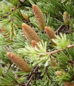 Close-up of pine cones developing amidst green conifer needles. Indian Cedar