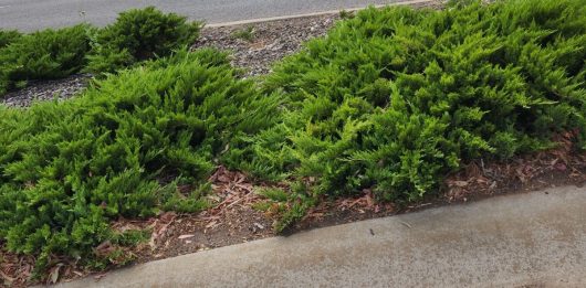 juniperus sabina savin juniper groundcover creeping sprawling conifer pine along the ground