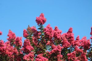 A vibrant cluster of pink Lagerstroemia 'Twilight Magic™️' Crepe Myrtle blooms against a clear blue sky.