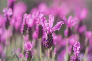 Lavandula hybrid Silver Posie Rose lavender flowers