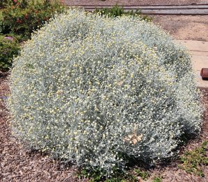 A dense, rounded shrub with silvery foliage and clusters of small yellow flowers in a landscaped Pinus 'Coolwyn' Japanese Black Pine 13" Pot setting.